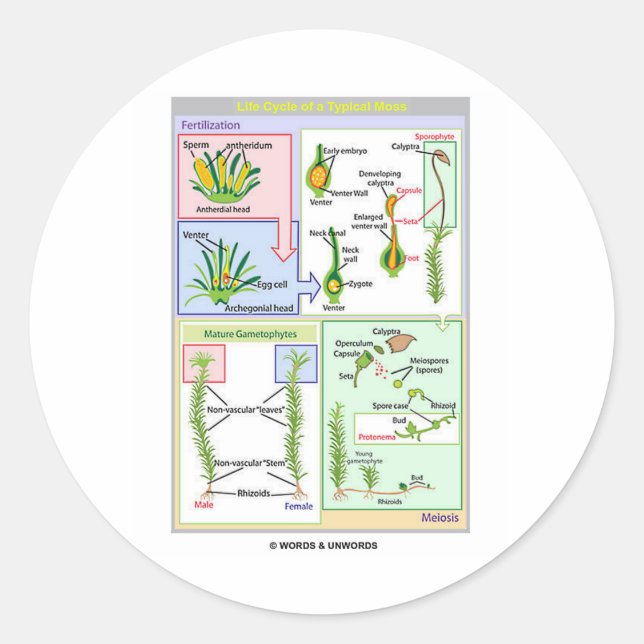 Pegatina Redonda Ciclo De Vida De Un Moss Típico (Bryophyte) (Anverso)
