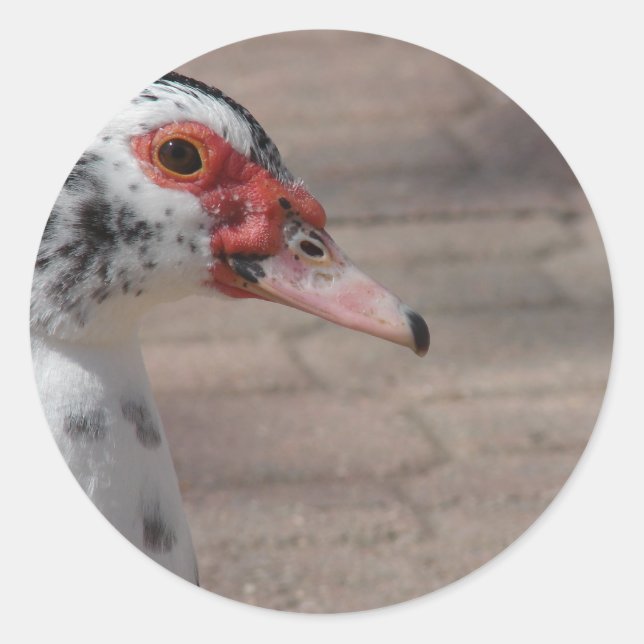 Pegatina Redonda Cielo (Anverso)