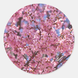 Pegatina Redonda Cielo de Flor de Cerezo Rosa Sakura