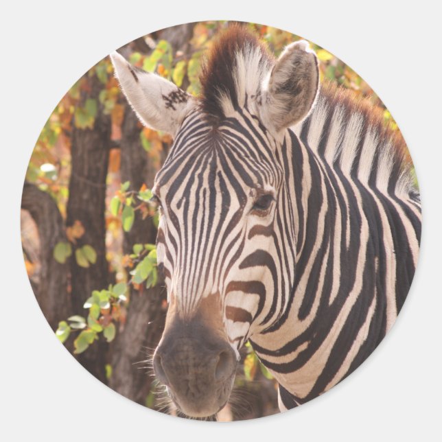Pegatina Redonda Cierre de cebra rayada en una foto de un bosque mo (Anverso)