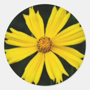 Pegatina Redonda Cierre de la flor de Cosmos Amarillo
