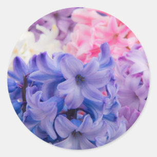 Pegatina Redonda Cierre de la planta de Hyacinth