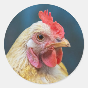 Pegatina Redonda Cierre de pollos