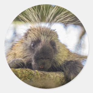 Pegatina Redonda Cierre de porcupina en un árbol