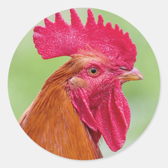 Pegatina Redonda Cierre de Rooster (Anverso)
