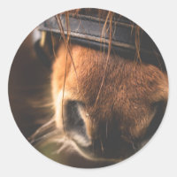 Cierre de una mancha de caballo marrón