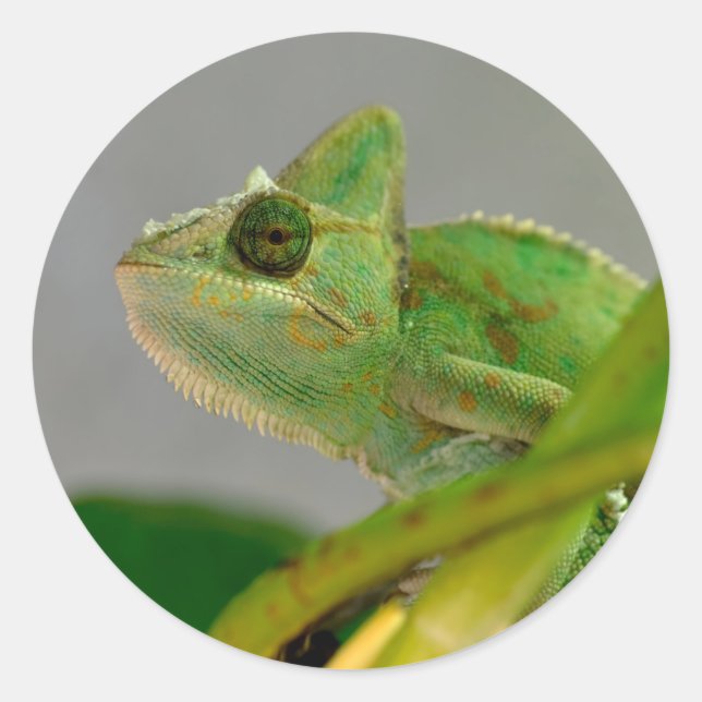Pegatina Redonda Cierre del camaleón velado entre las plantas posta (Anverso)