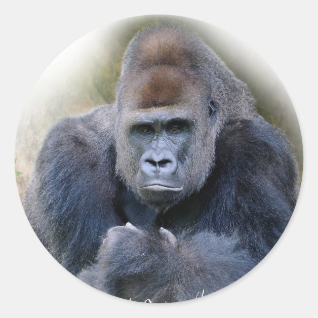 Pegatina Redonda Cierre del gorila sobre la hierba (Anverso)