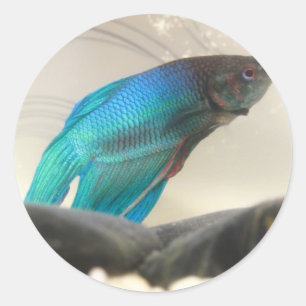 Pegatina Redonda Cierre exótico de peces Betta