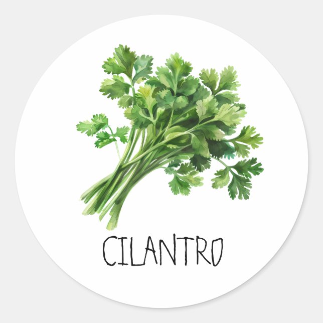 Pegatina Redonda Cilantro Hierba Acuarela (Anverso)