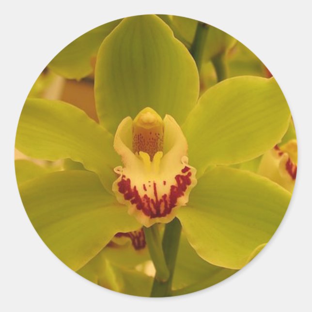 Pegatina Redonda Cimbidio verde orquídea (Anverso)