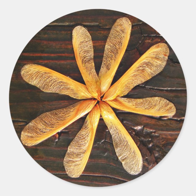 Pegatina Redonda Círculo de plántulas de arce de helicóptero (Anverso)