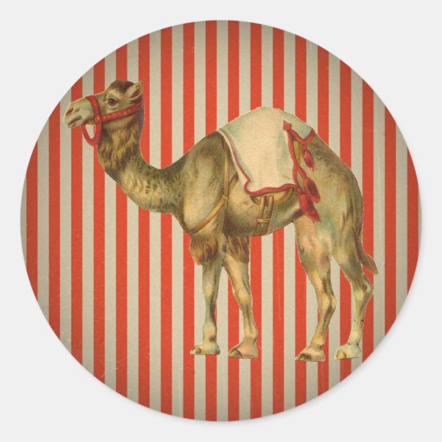 PEGATINA REDONDA CIRCUS CAMEL VINTAGE (Anverso)
