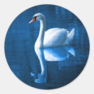 Pegatina Redonda cisne blanco bonito flotando en un lago azul