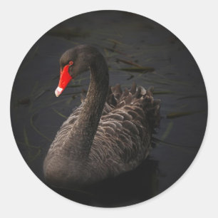 Pegatina Redonda Cisne negro
