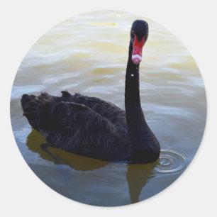 Pegatina Redonda Cisne Negro Nadando En El Río,