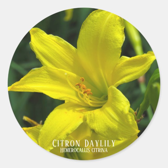 Pegatina Redonda Citron Daylily [Sello redondo] (Anverso)
