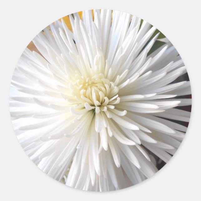 Pegatina Redonda Claricia (Anverso)