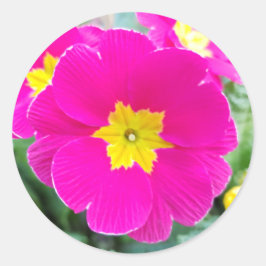 Pegatina redonda clásica de Pensamiento rosa en el