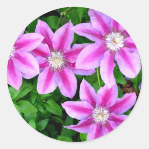 Pegatina Redonda Clematis rosado y Oregano salvaje