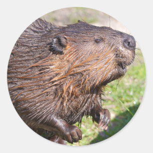 Pegatina Redonda Closeup North American Beaver (Castor canadensis)