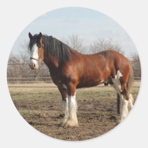Pegatina Redonda clydesdale