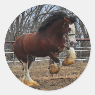 Pegatina Redonda Clydesdale stud colt run