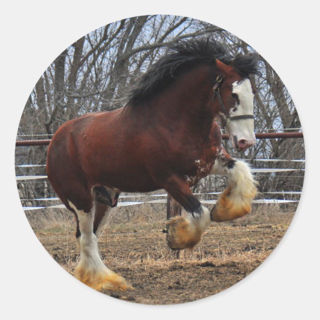 Pegatina Redonda Clydesdale stud colt run (Anverso)