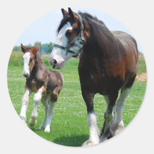 Pegatina Redonda Clydesdale y Filly