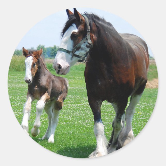 Pegatina Redonda Clydesdale y Filly (Anverso)