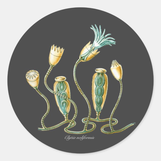 Pegatina Redonda Clytia noliformis (Anverso)