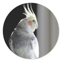 Cockatiel de varios colores