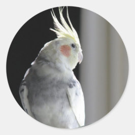 Pegatina Redonda Cockatiel de varios colores