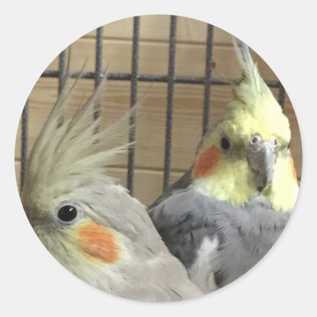 Pegatina Redonda Cockatiels (Anverso)