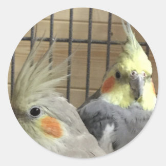 Pegatina Redonda Cockatiels