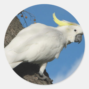 Pegatina Redonda Cockatoo con cresta del azufre