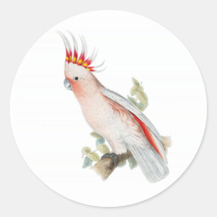 Pegatina Redonda Cockatoo Vintage Art