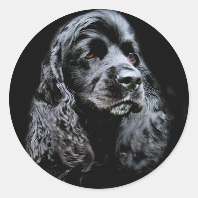 Pegatina Redonda Cocker Spaniel negro (Anverso)