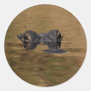 Pegatina Redonda cocodrilo