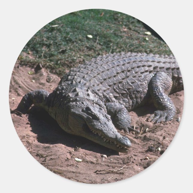 Pegatina Redonda Cocodrilo del Nilo (Anverso)