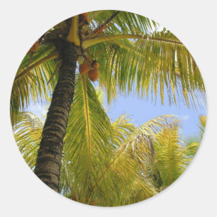 Pegatina Redonda Cocos