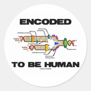 Pegatina Redonda Codificado para ser humano (replicación del ADN)