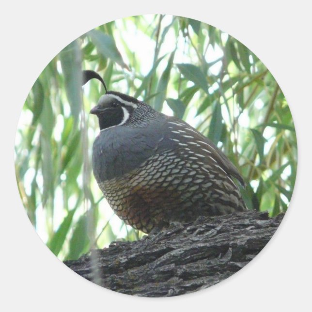 Pegatina Redonda codorniz macho (Anverso)
