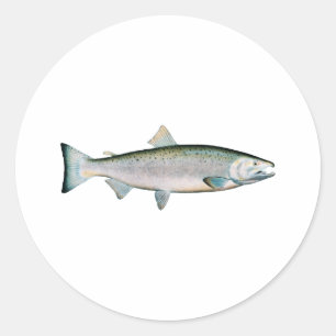 Pegatina Redonda Coho - Salmón plateado (fase oceánica)