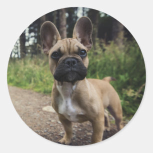 Pegatina Redonda Cojín decorativo Bulldog francés