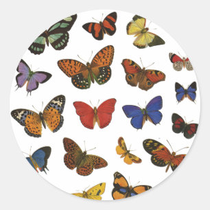 Pegatina Redonda Colección de mariposas