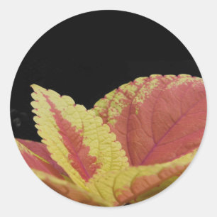 Pegatina Redonda Coleus Leaves