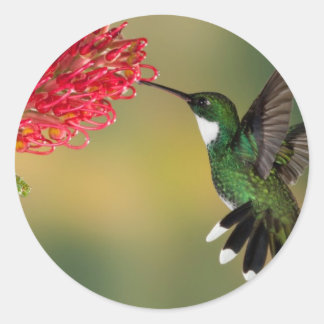 Pegatina Redonda colibrí 1.jpg