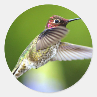 Pegatina Redonda Colibrí (5)
