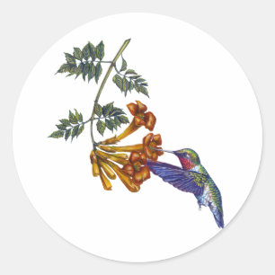 Pegatina Redonda Colibrí con trompeta de ruby